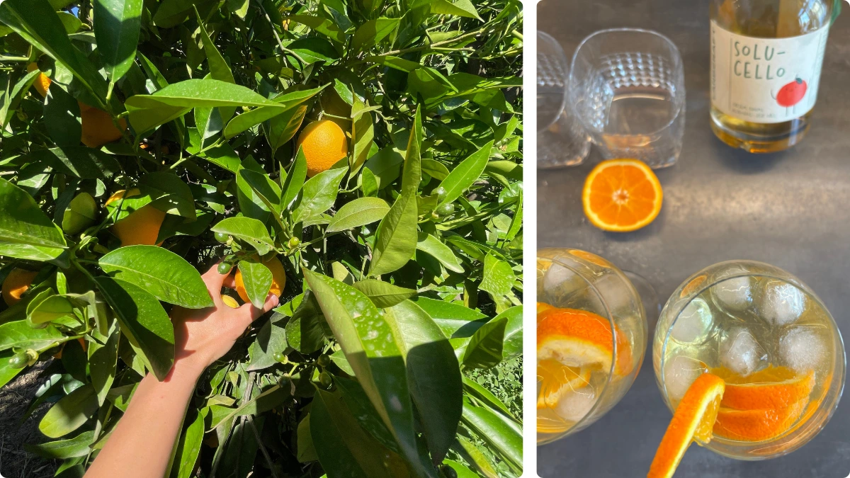 Citrusové likéry plné řeckého slunce
