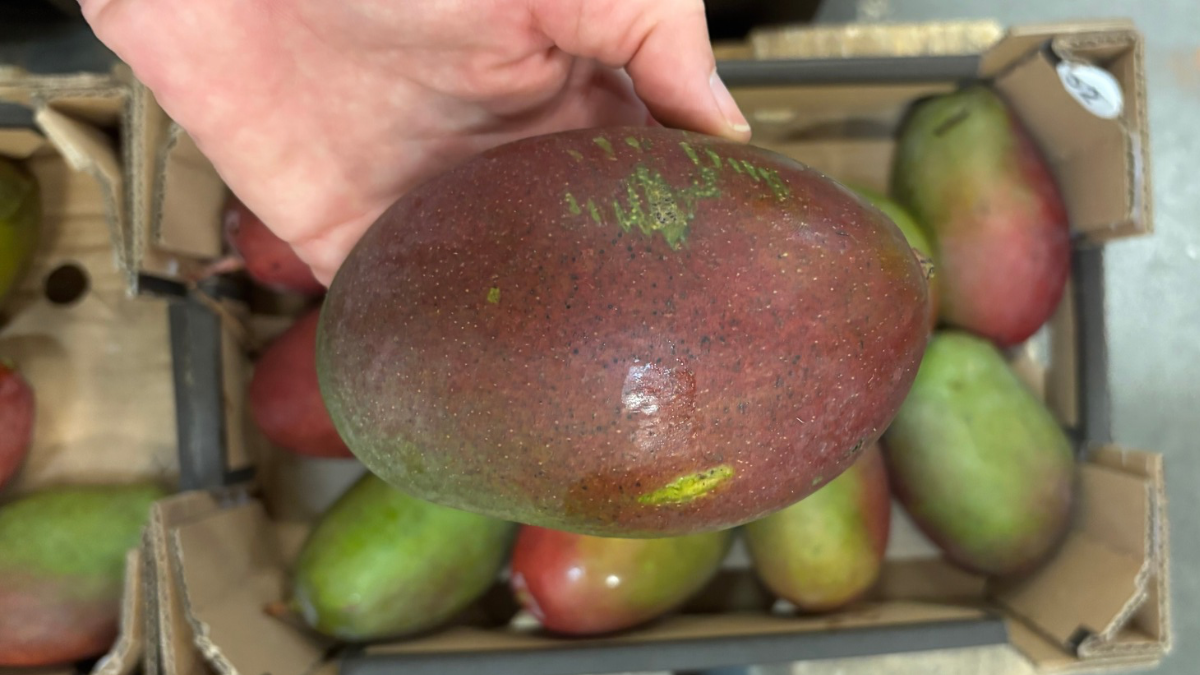 Mango Osteen